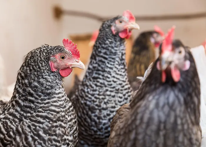 Hieserhof Agroturismo *