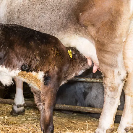 Hieserhof בית חווה