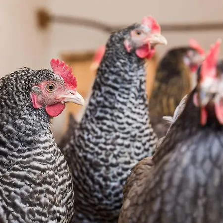 Hieserhof בית חווה *