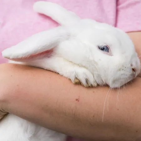 Hieserhof בית חווה *