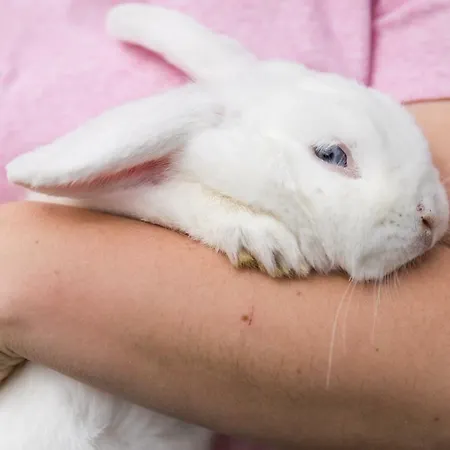 Hieserhof בית חווה *